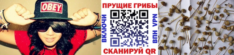 Псилоцибиновые грибы GOLDEN TEACHER  цена   сайты даркнета как зайти  Шарья 